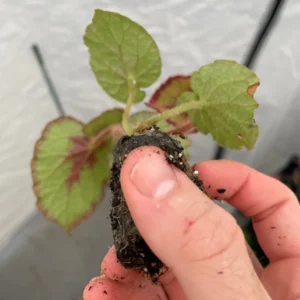 Begonia Escargot Live Plant - Unique Spiral Foliage Houseplant - Image 4