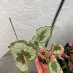 Begonia Escargot Live Plant - Unique Spiral Foliage Houseplant - Image 5