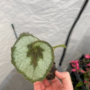 Begonia Escargot Live Plant - Unique Spiral Foliage Houseplant - Image 6