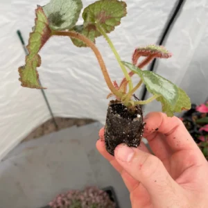 Begonia Escargot Live Plant - Unique Spiral Foliage Houseplant - Image 7