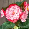 Begonia Glory Hot Tip Rose Seeds - 1000 Count Flower Seeds for Indoor & Outdoor - Image 1