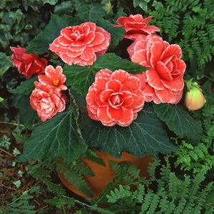 Begonia Glory Hot Tip Salmon Seeds - 1000 Count for Indoor & Outdoor Gardens - Image 2