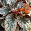 Begonia 'Looking Glass' Live Plant – 6 inch Potted Houseplant - Image 1