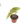 Begonia Maculata Live Plant – 2 inch Pot – Polka Dot Begonia Houseplant - Image 1