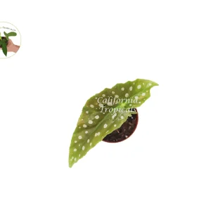 Begonia Maculata Live Plant – 2 inch Pot – Polka Dot Begonia Houseplant - Image 2