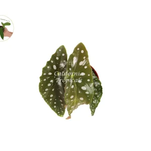 Begonia Maculata Live Plant – 4'' Potted Angel Wing Begonia – Indoor Houseplant - Image 2