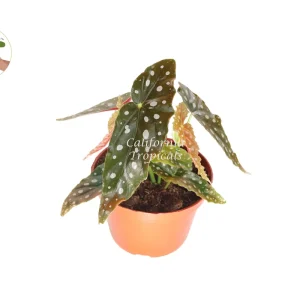 Begonia Maculata Live Plant – 6 inch Potted Houseplant – Indoor - Image 1