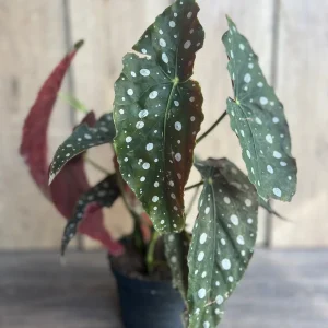 Begonia Maculata Live Plant – Polka Dot Begonia – 6 Inch Pot – Indoor Houseplant - Image 2