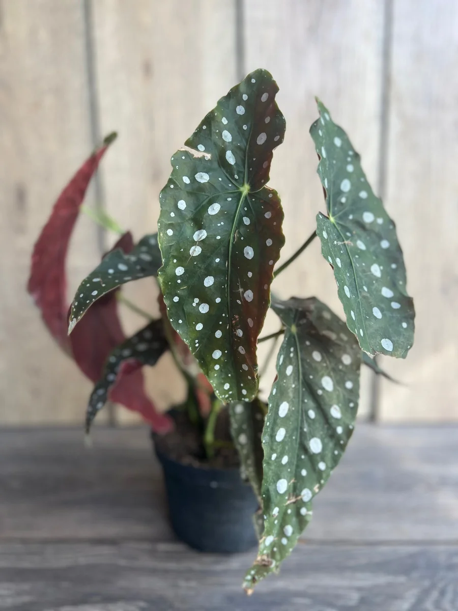 Begonia Maculata Live Plant – Polka Dot Begonia – 6 Inch Pot – Indoor Houseplant - Image 2