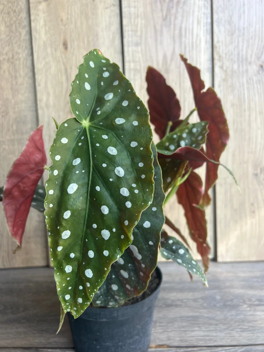Begonia Maculata Live Plant – Polka Dot Begonia – 6 Inch Pot – Indoor Houseplant - Image 3