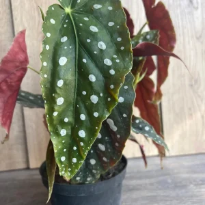 Begonia Maculata Live Plant – Polka Dot Begonia – 6 Inch Pot – Indoor Houseplant - Image 4