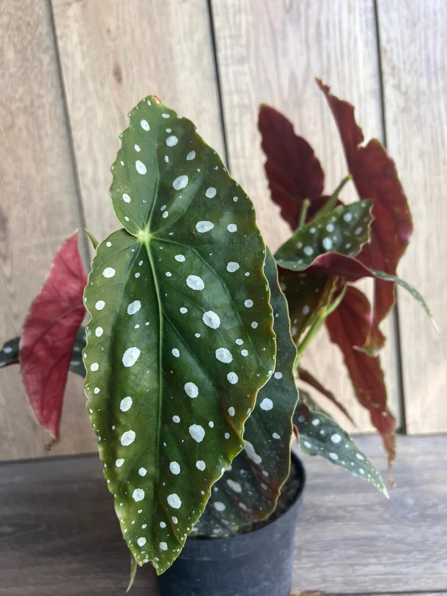 Begonia Maculata Live Plant – Polka Dot Begonia – 6 Inch Pot – Indoor Houseplant - Image 5