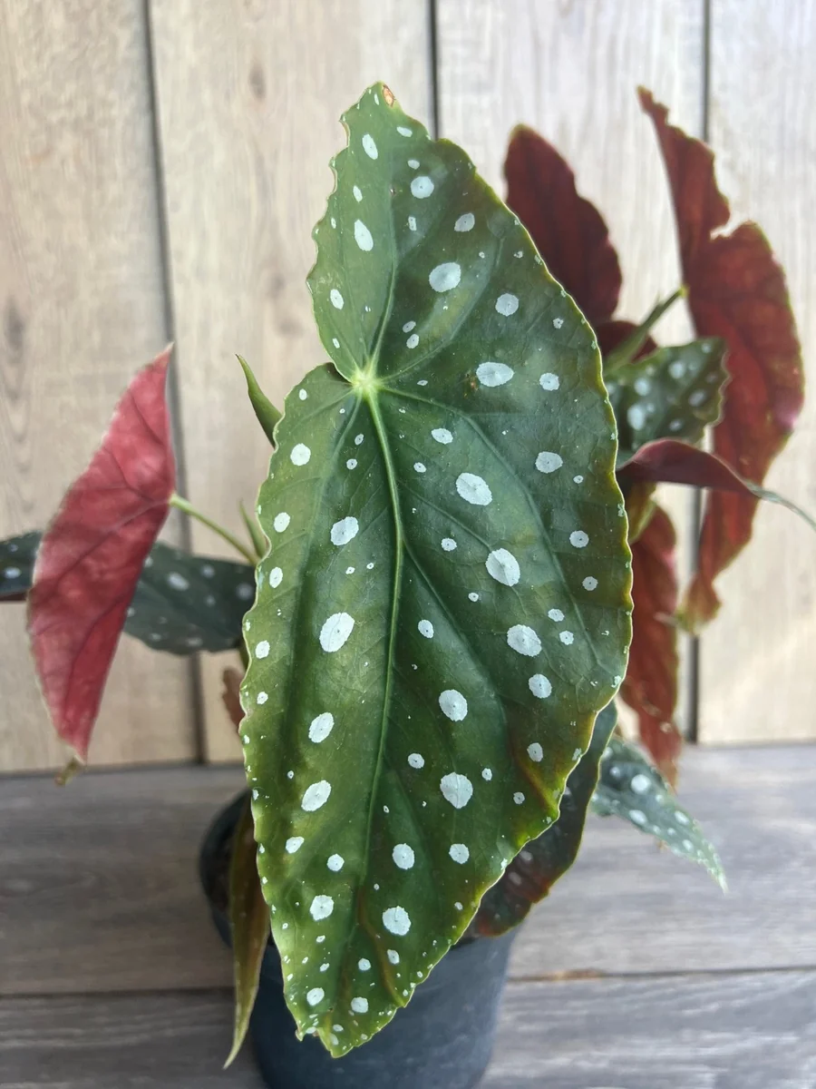 Begonia Maculata Live Plant – Polka Dot Begonia – 6 Inch Pot – Indoor Houseplant - Image 1