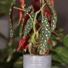 Begonia Maculata Live Plant - Polka Dot Begonia Starter Plant, Indoor Houseplant - Image 1