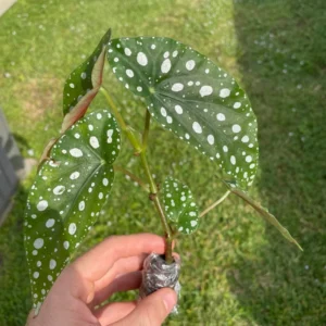 Begonia Maculata Live Plant - Polka Dot Begonia Starter Plant, Indoor Houseplant - Image 2
