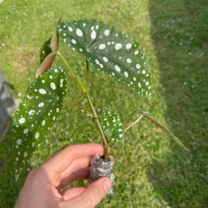 Begonia Maculata Live Plant - Polka Dot Begonia Starter Plant, Indoor Houseplant - Image 4