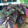 Begonia Miss Mummy Live Plant – Unique Starter Houseplant – Indoor Foliage - Image 1