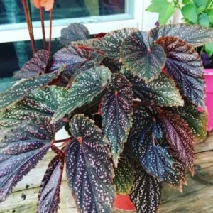 Begonia Miss Mummy Live Plant – Unique Starter Houseplant – Indoor Foliage - Image 1