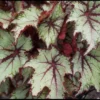Begonia Rex Curly Peppermint Live Plant - Starter Size, Indoor Foliage - Image 1
