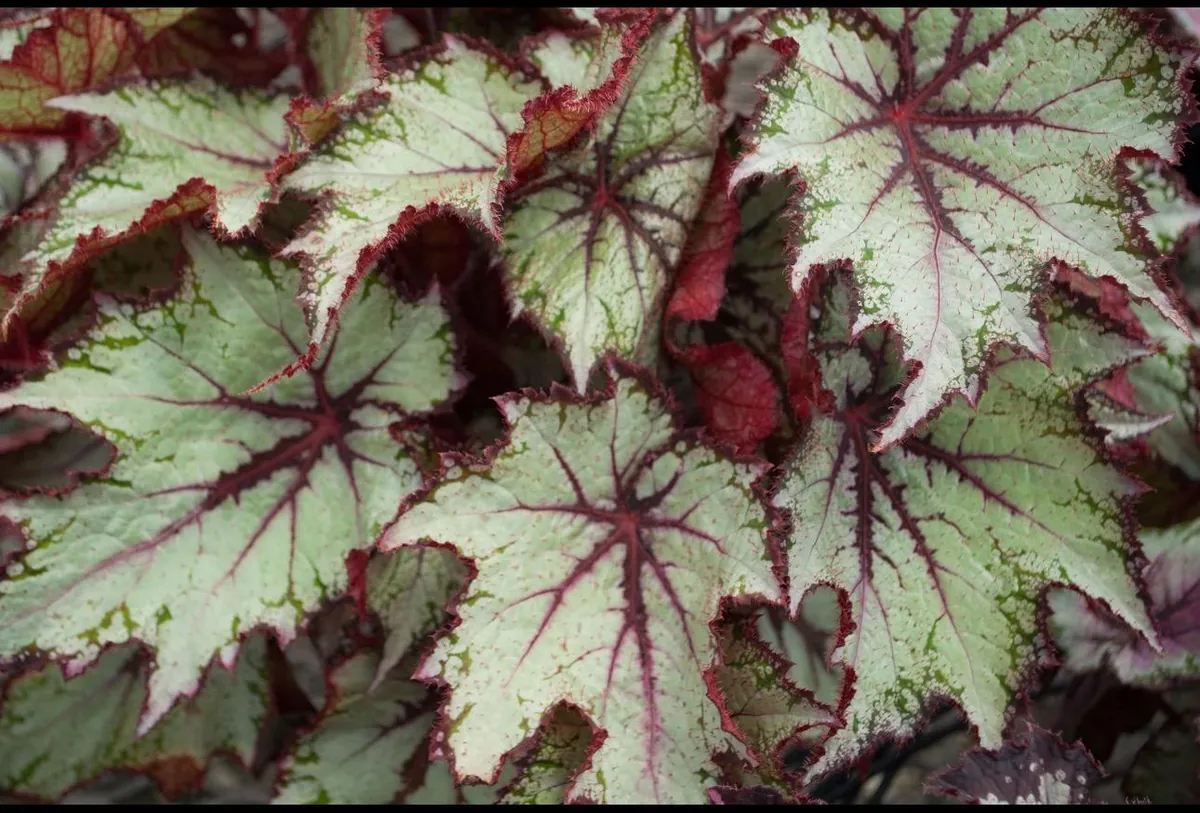 Begonia Rex Curly Peppermint Live Plant - Starter Size, Indoor Foliage - Image 1