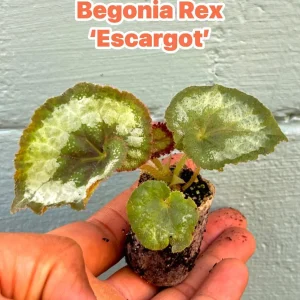 Begonia Rex Escargot Live Plant – Spiral Leaf Houseplant – 2-4 Inch Tall - Image 1