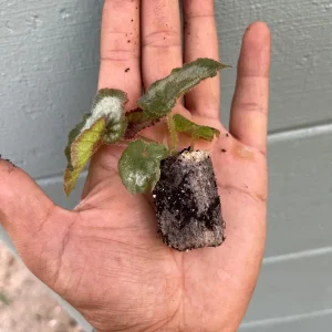 Begonia Rex Escargot Live Plant – Spiral Leaf Houseplant – 2-4 Inch Tall - Image 4