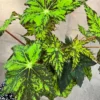 Begonia Rex Geometry Live Plant – 4 inch Pot – Vibrant Indoor Foliage - Image 1