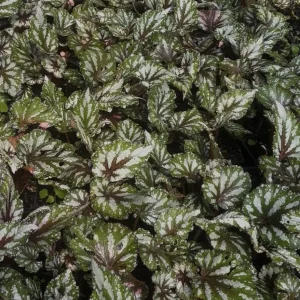 Begonia Rex 'Jurassic Pink Splash' Live Plant - 3.5" Pot - Indoor/Shade Outdoor - Image 1