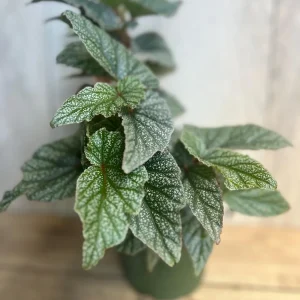 Begonia Snow Capped Live Plant – Elegant Houseplant 6