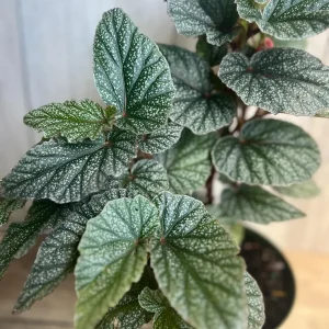 Begonia Snow Capped Live Plant – Elegant Houseplant 6