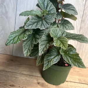 Begonia Snow Capped Live Plant – Elegant Houseplant 6