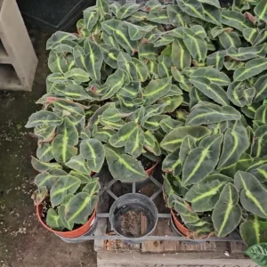 Begonia Striped Live Plant – 4 inch Pot – Unique Foliage Houseplant – Indoor - Image 3