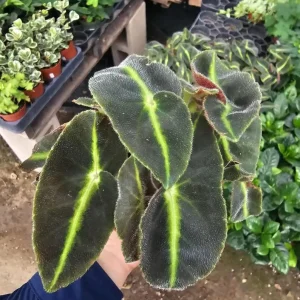 Begonia Striped Live Plant – 4 inch Pot – Unique Foliage Houseplant – Indoor - Image 4