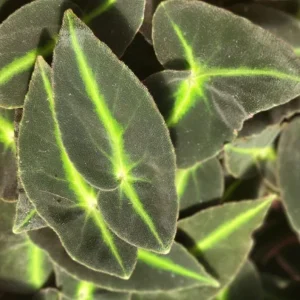 Begonia Striped Live Plant – 4 inch Pot – Unique Foliage Houseplant – Indoor - Image 1