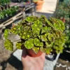 Begonia Tiger Paws Live Plant – Rare 4in Potted Houseplant – Unique Foliage - Image 1