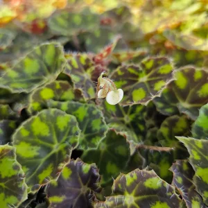 Begonia Tiger Paws Live Plant – Rare 4in Potted Houseplant – Unique Foliage - Image 2