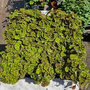 Begonia Tiger Paws Live Plant – Rare 4in Potted Houseplant – Unique Foliage - Image 5