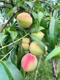 Belle of Georgia Peach Tree Bareroot Live Plant - 2-3 ft Tall - Image 1