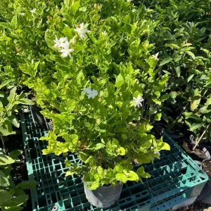 Belle of India Fragrant Jasmine Live Plant – 3 Gallon Pot – 2-3 ft Tall - Image 5