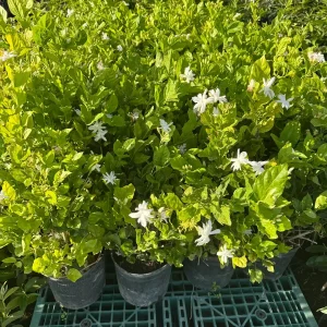 Belle of India Fragrant Jasmine Live Plant – 3 Gallon Pot – 2-3 ft Tall - Image 6