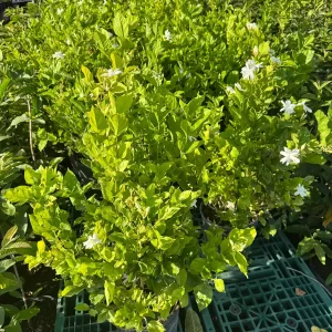 Belle of India Fragrant Jasmine Live Plant – 3 Gallon Pot – 2-3 ft Tall - Image 7