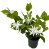 Belle of India Jasmine Live Plant – Fragrant Sambac – 4 inch Pot – Indoor/Outdoor - Image 1