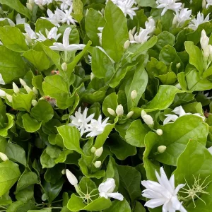Belle of India Jasmine Live Plant – Fragrant Sambac – 4 inch Pot – Indoor/Outdoor - Image 3