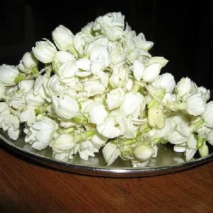 Belle of India Jasmine Live Plant – Fragrant Sambac – 4 inch Pot – Indoor/Outdoor - Image 4