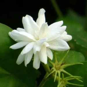 Belle of India Jasmine Live Plant – Fragrant Sambac – 4 inch Pot – Indoor/Outdoor - Image 5