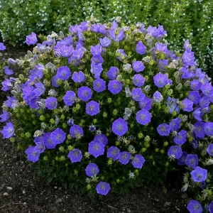Bellflower Live Plant - Perennial Campanula Flower - Well-Rooted Starter Plug for Garden - Image 10