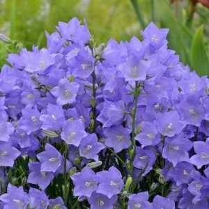 Bellflower Live Plant - Perennial Campanula Flower - Well-Rooted Starter Plug for Garden - Image 2