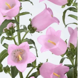 Bellflower Live Plant - Perennial Campanula Flower - Well-Rooted Starter Plug for Garden - Image 3