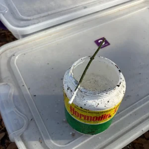 Betel Leaf Cuttings - 8 Fresh Piper Betle Stems for Propagation - Image 2