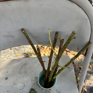 Betel Leaf Cuttings - 8 Fresh Stems, Ready to Plant, Live Plant - Image 5